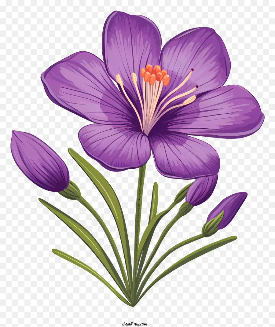 Iris Morado，Flor Morada PNG