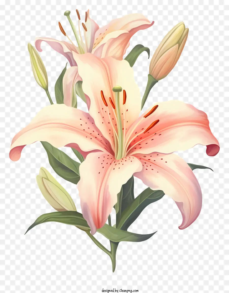 Rosa De Los Lirios，Lily Ramo PNG