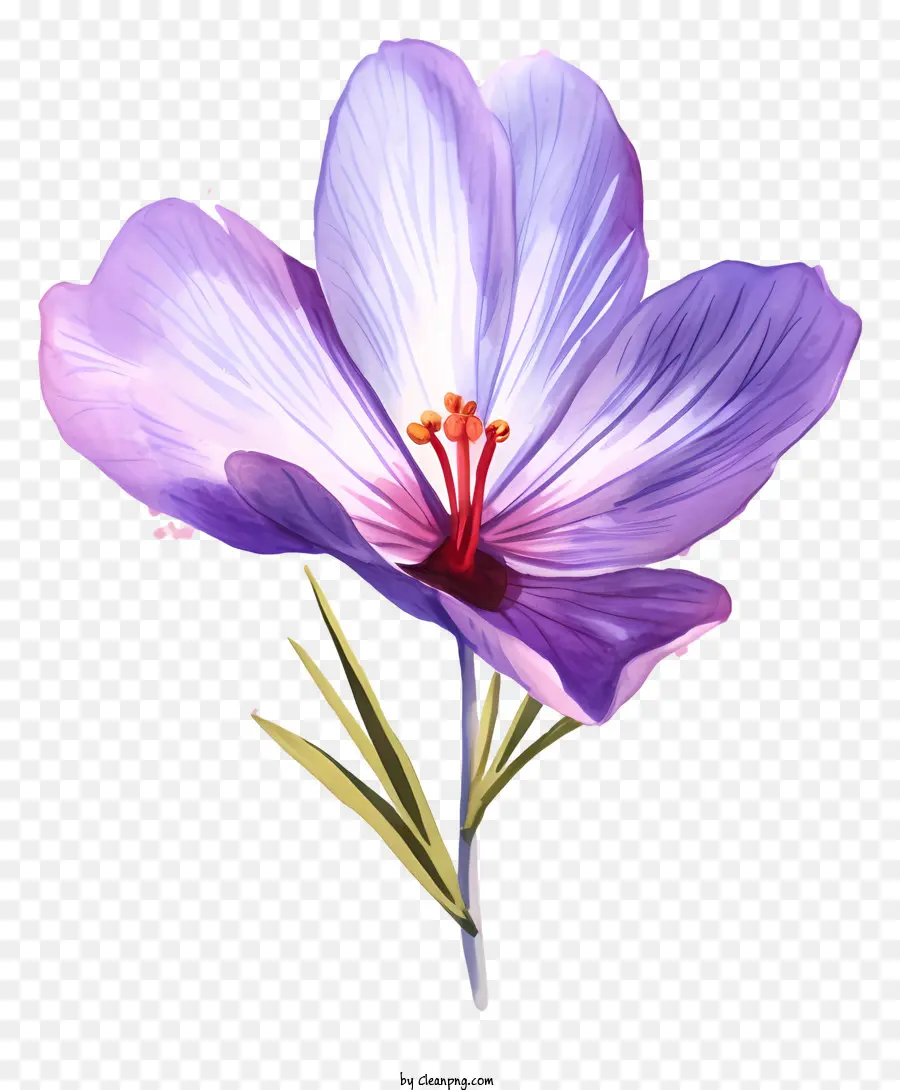 Flor De Iris Púrpura，Iris De Cinco Petales PNG