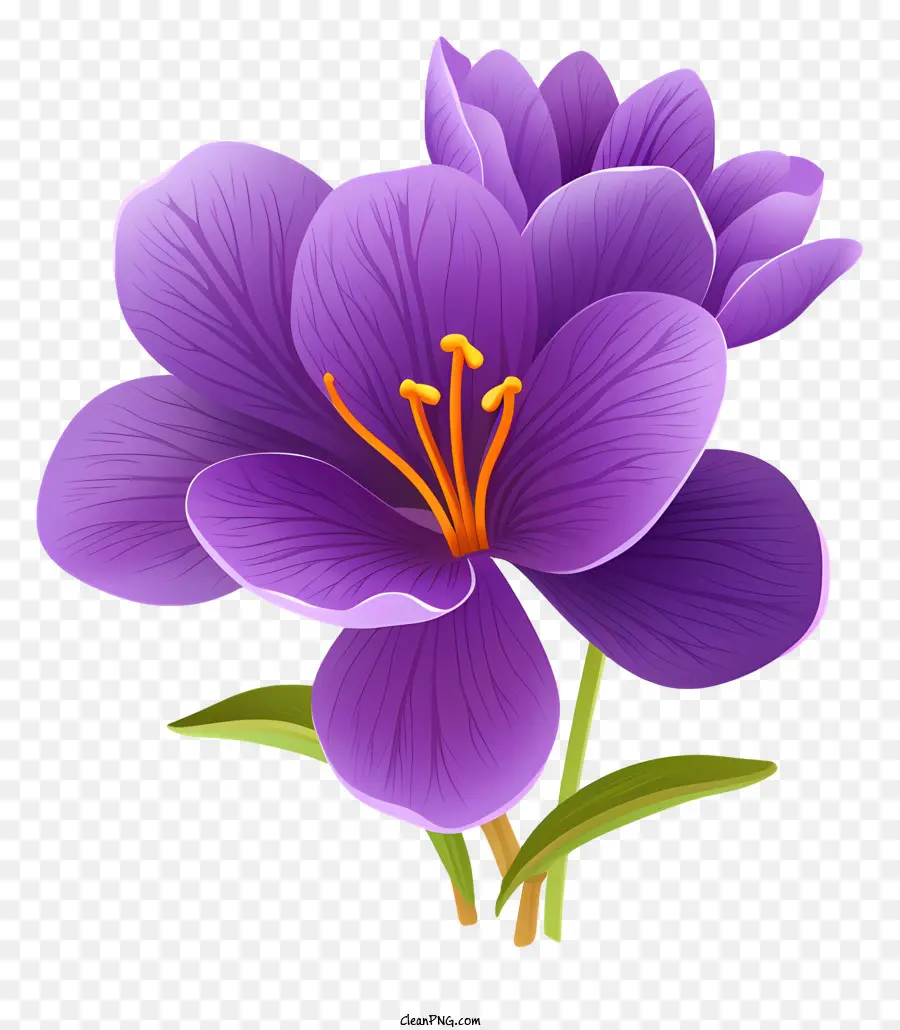 Flor De Azafrán Púrpura，Flor Morada PNG