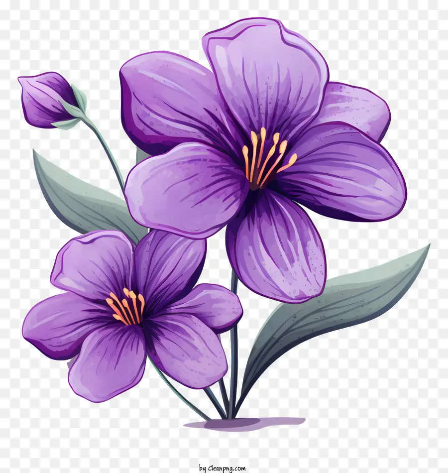 Flores De Color Púrpura，Bloom PNG