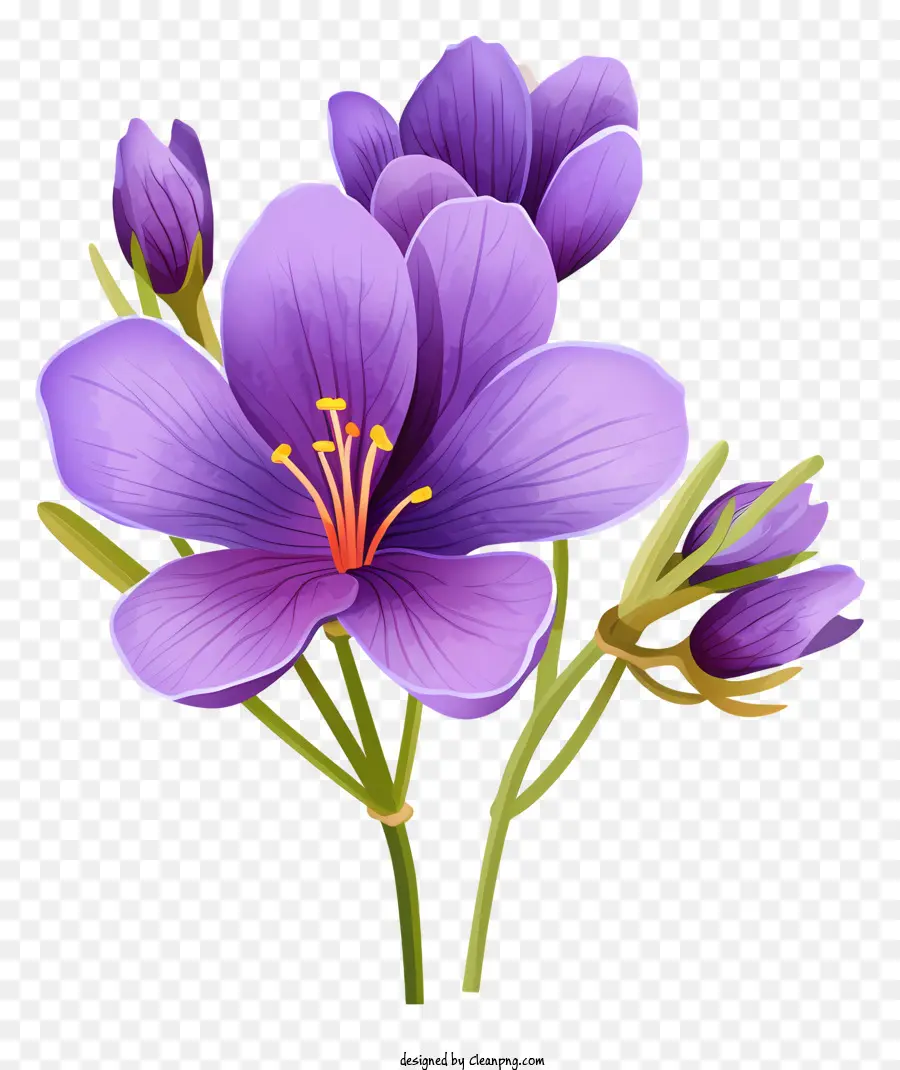 Flor Morada，Florecer PNG