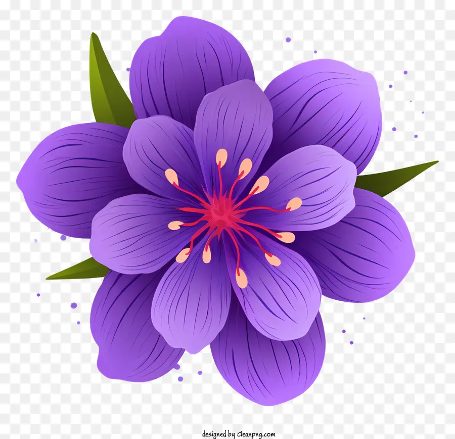 Flor Morada，Black Background PNG