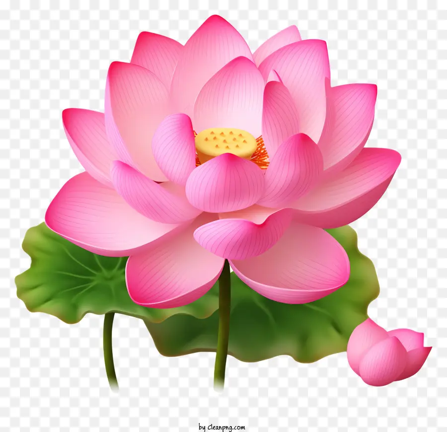 Flor De Loto，Loto De Color Rosa PNG