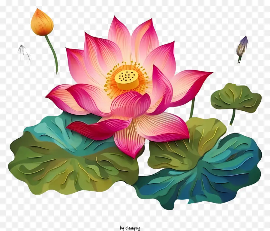 Flor De Loto Rosa，Pétalos Grandes PNG