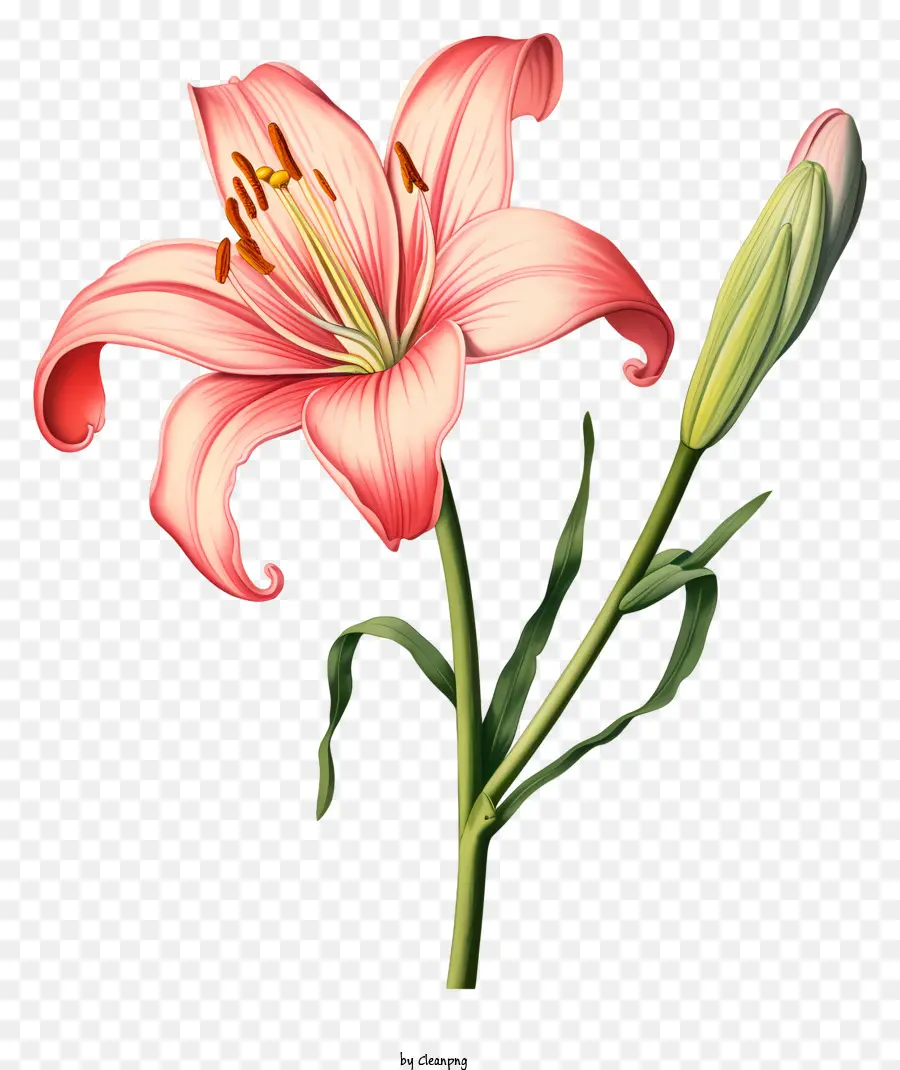 Flor De Lirio Rosa，Lirio Rojo PNG