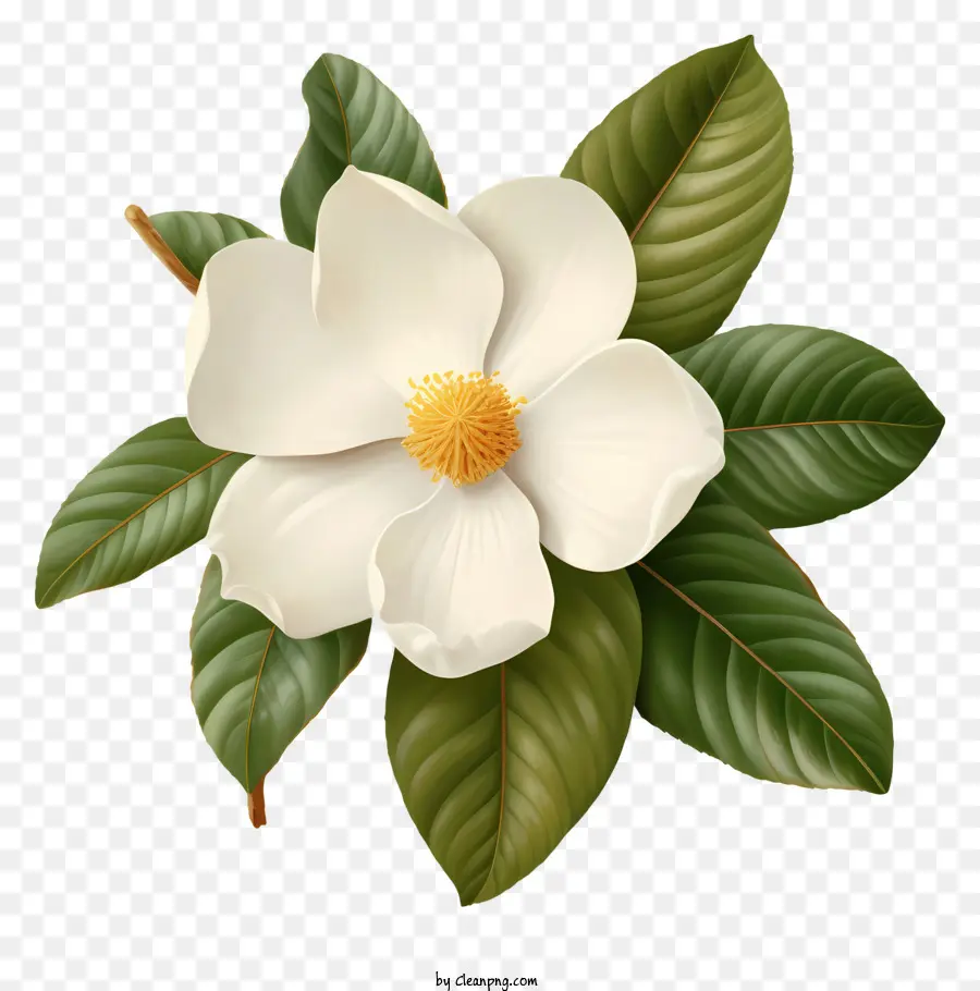 Flor Blanca，Mochilado PNG