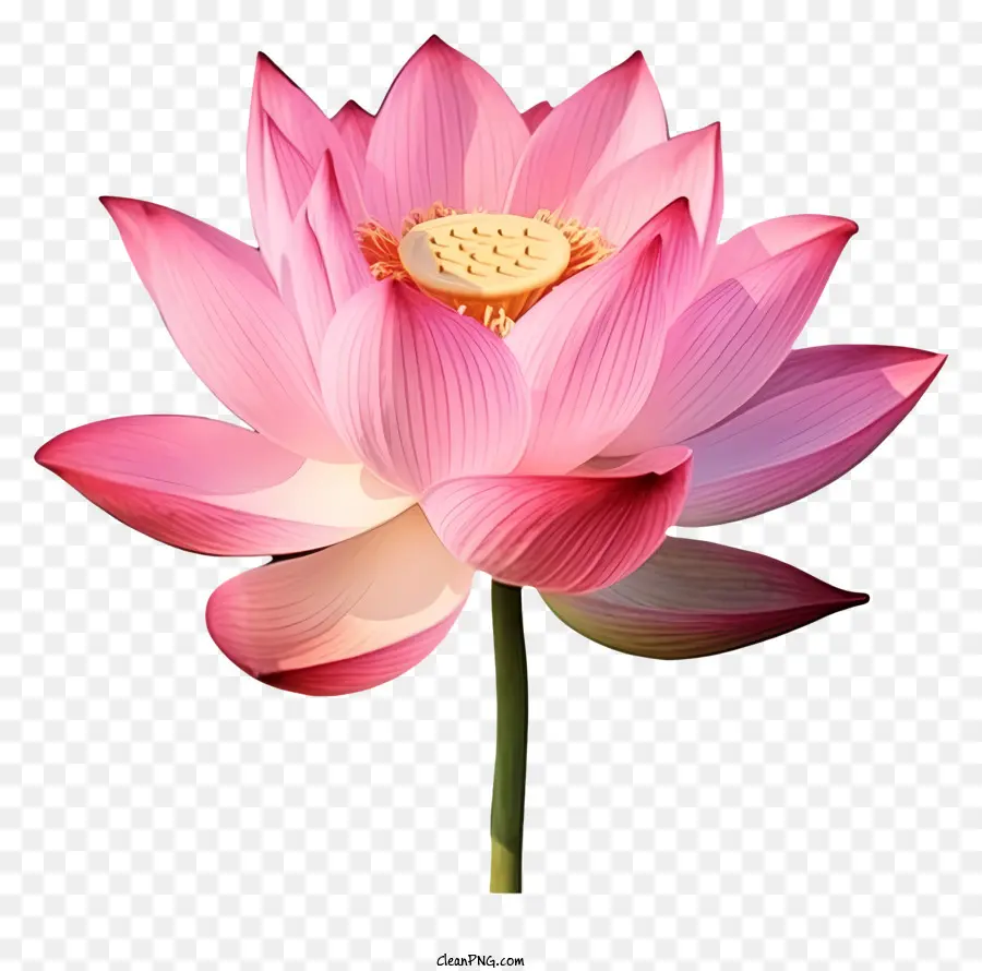 Flor De Loto Rosa，Lotus De White Center PNG