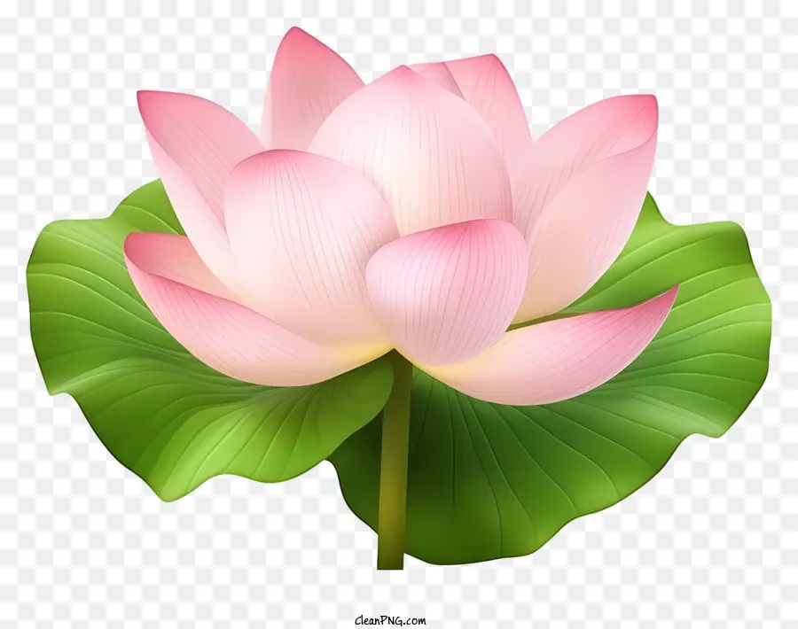 Flor De Loto Rosa，Hojas Verdes PNG