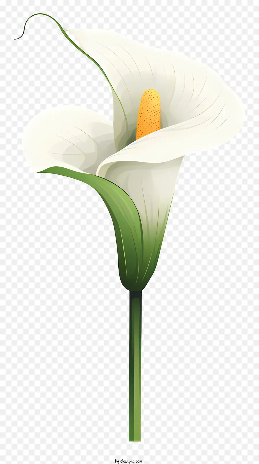 Calla Lily，Flor PNG