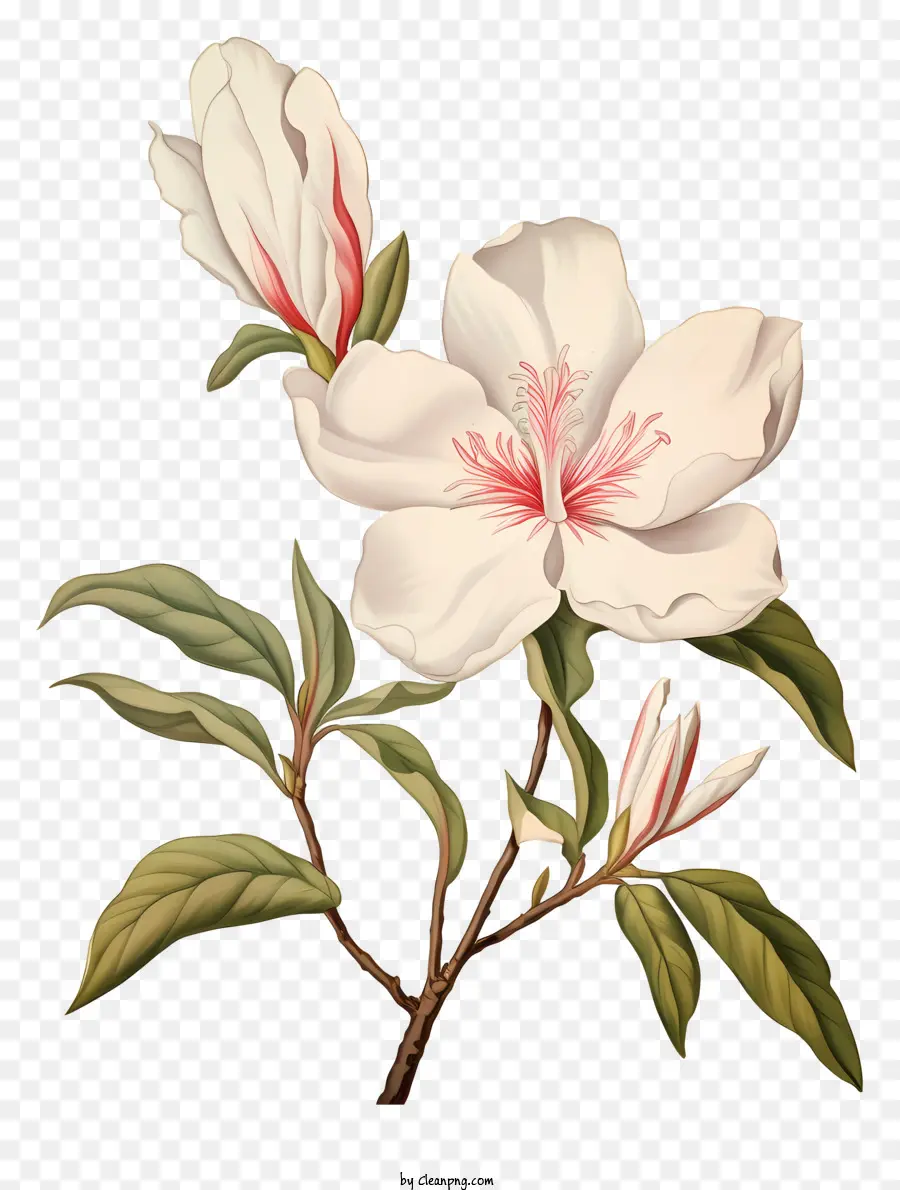 De La Rosa Blanca，Pétalos De Rosa PNG