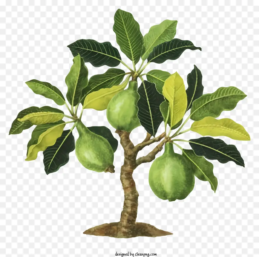 árbol De La Fruta，Frutas Verdes PNG