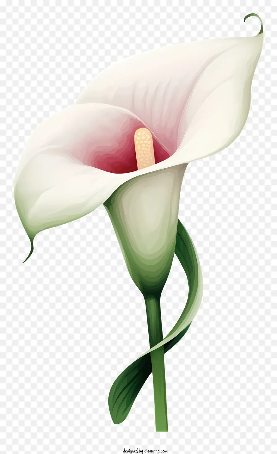 Calla Lily，Fotografía De Flores PNG