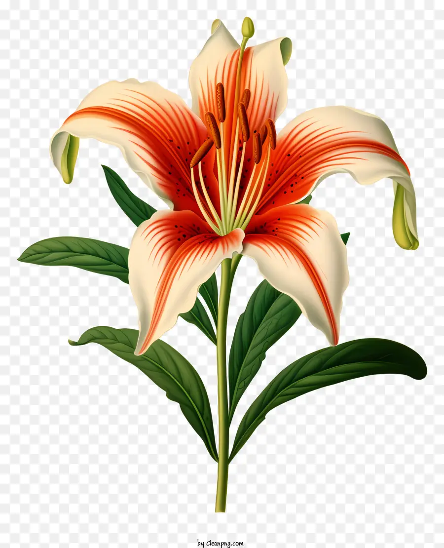 Lily，Flor PNG