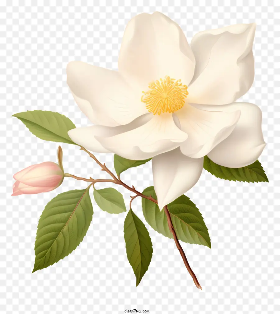 Flor Blanca，Florecer PNG