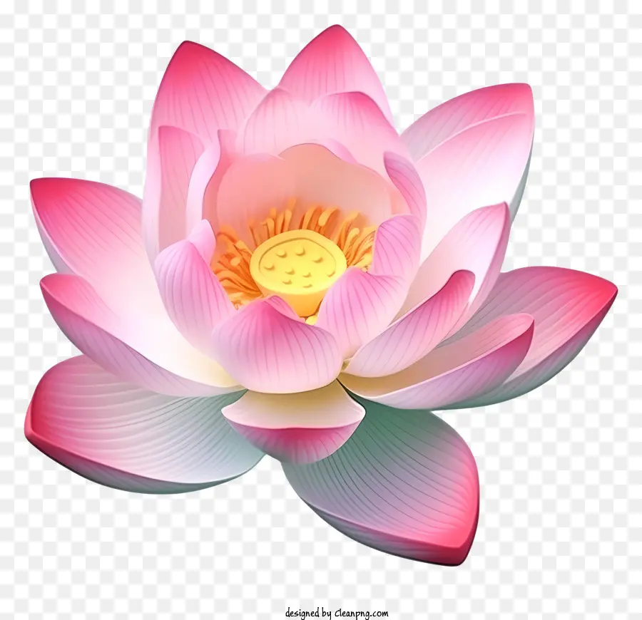 Flor De Loto Rosa，Centro Blanco PNG