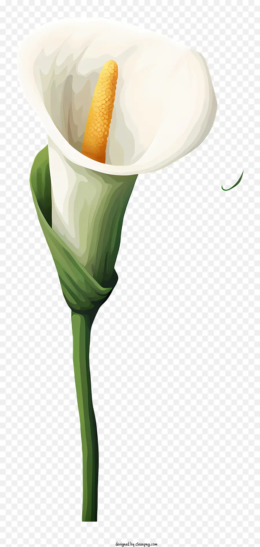 Calla Lily，Flor PNG