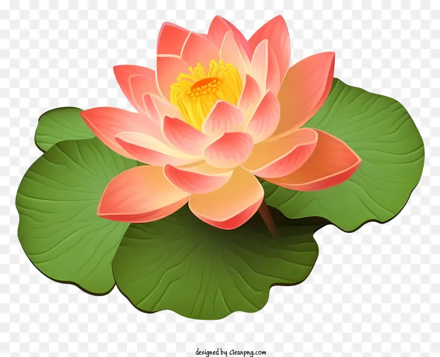 Flor De Loto，Loto Rosa PNG