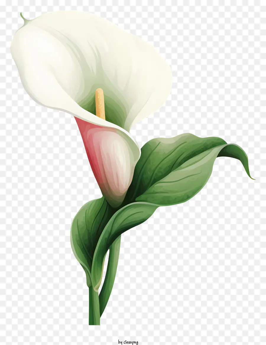 Calla Lily，Flor Blanca PNG