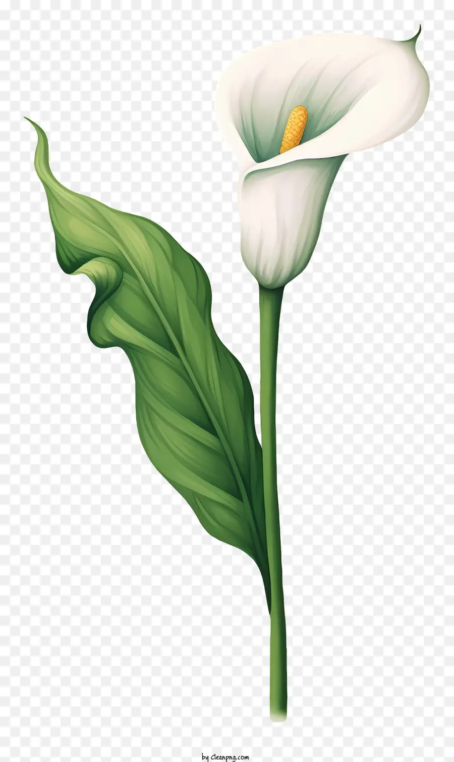 White Calla Lily，Tallo Verde PNG