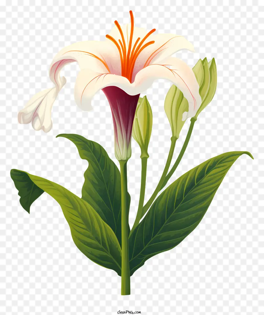 Lirio Blanco，Grandes Flores Blancas PNG