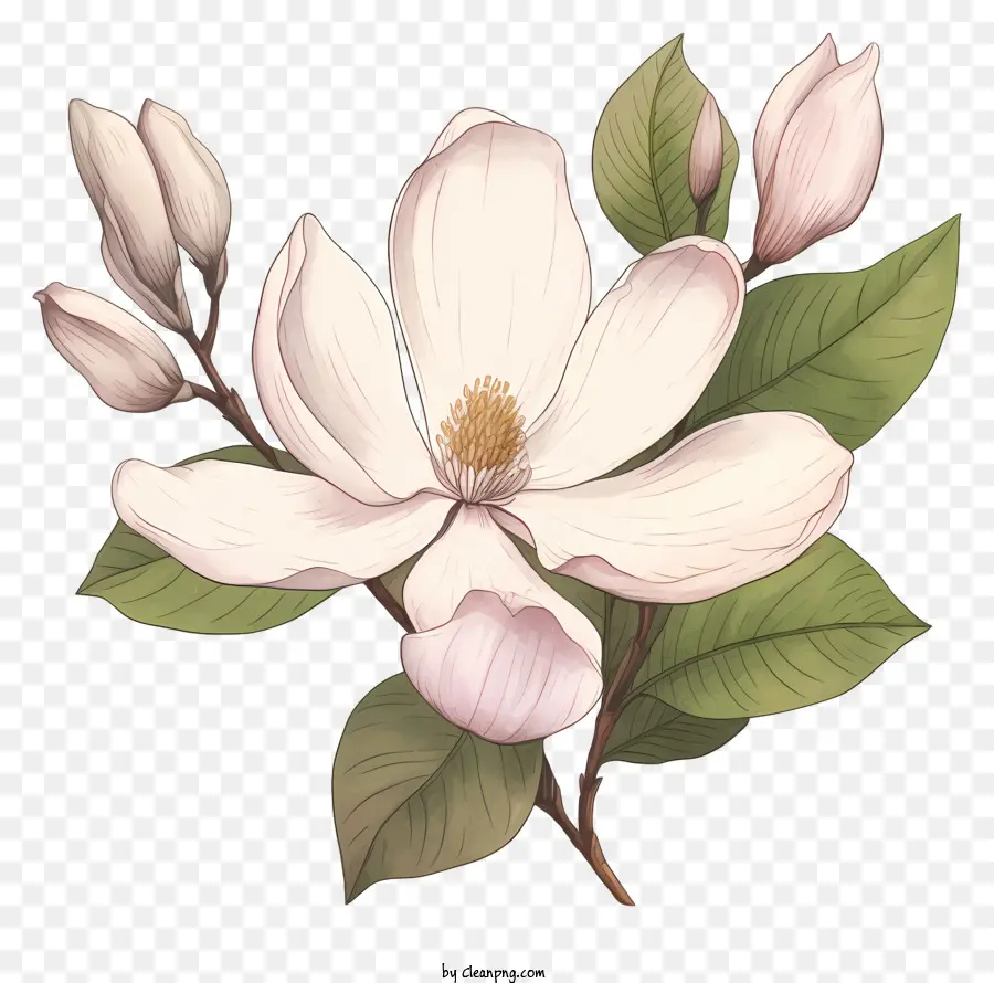 La Flor De La Magnolia，Pétalos De Rosa PNG