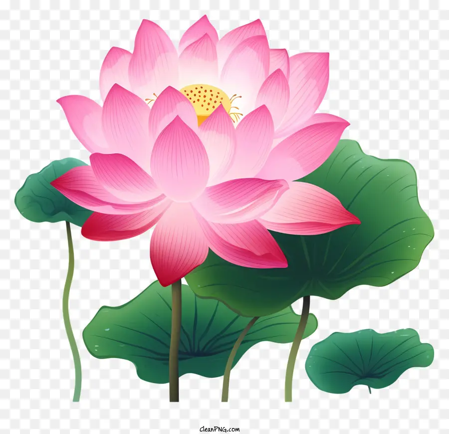 Flor De Loto，Loto De Color Rosa PNG