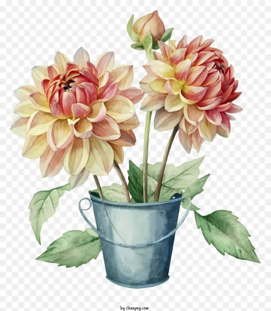 Pintura A La Acuarela，Flores De Dahlia Rosa PNG