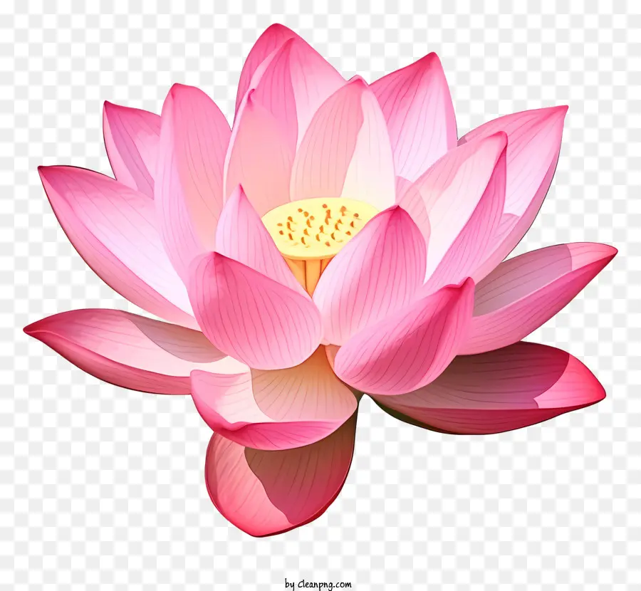 Flor De Loto Rosa，Símbolo De Pureza PNG