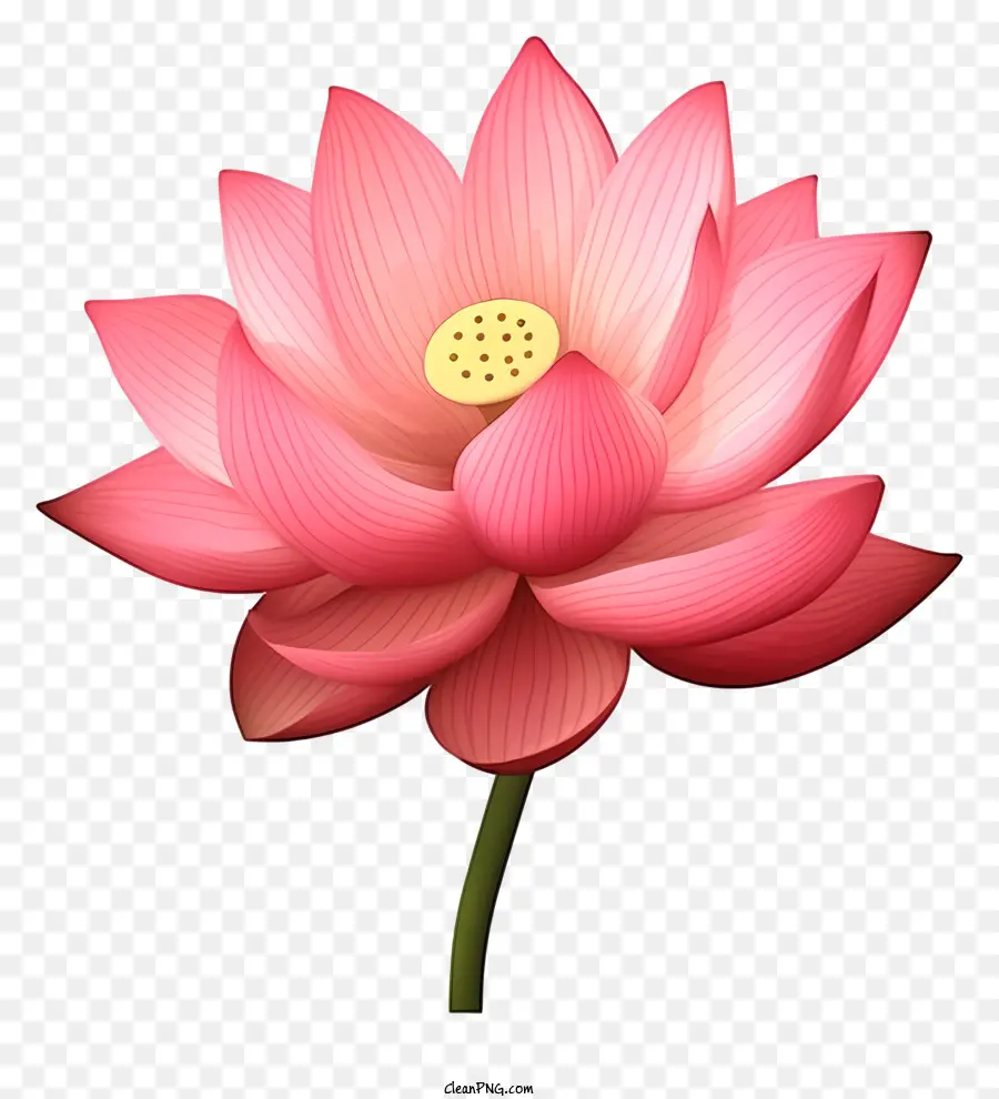 Flor De Loto Rosa，Hojas Verdes PNG