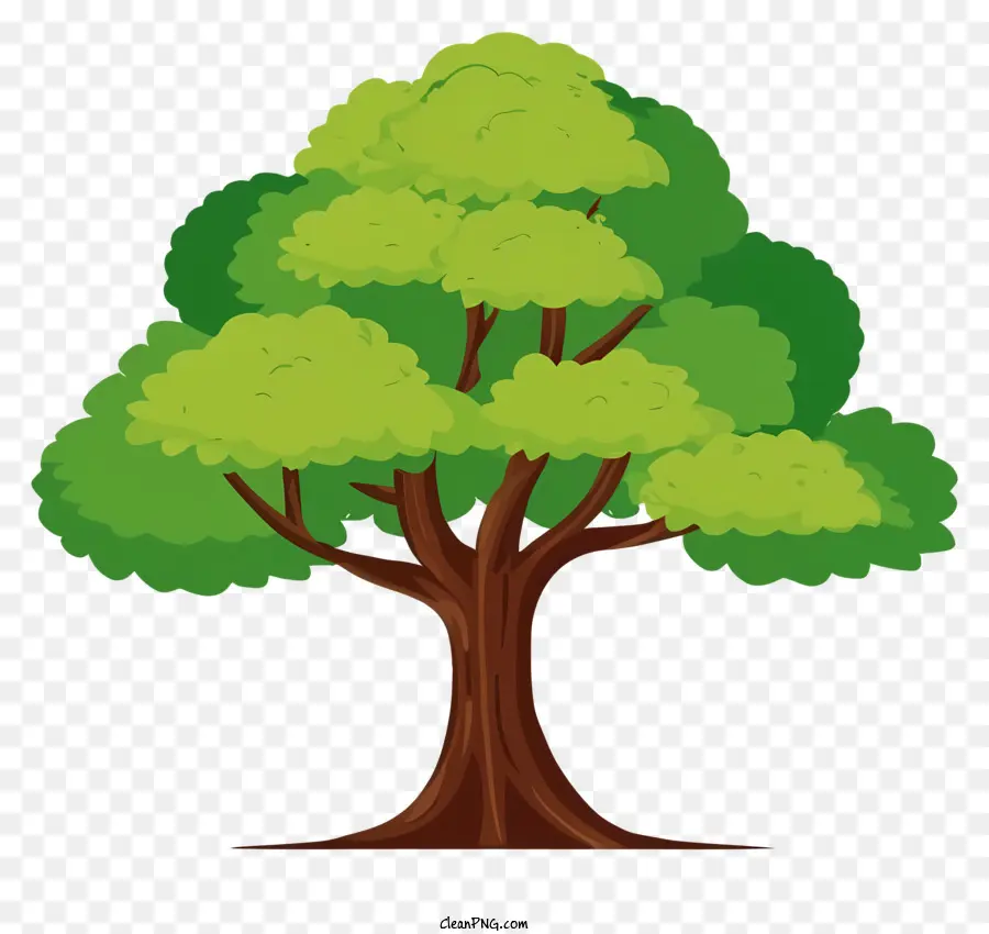 árbol Verde，Hojas Grandes PNG