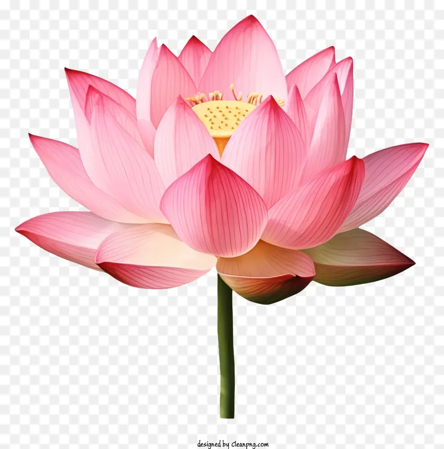 Flor De Loto Rosa，Flor De Loto PNG