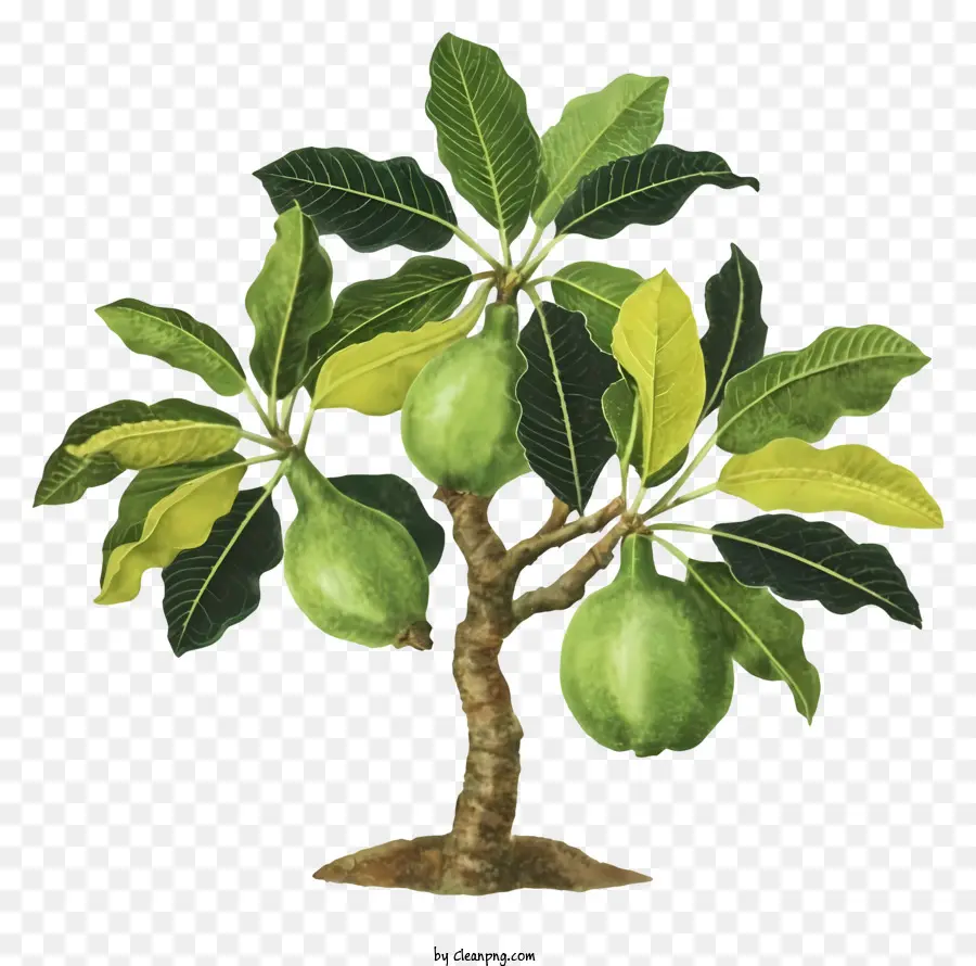 árbol De Guayaba，árbol De La Fruta PNG