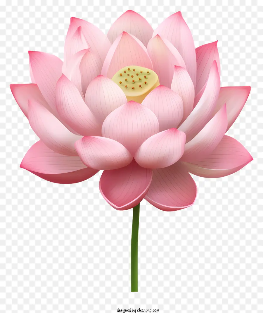 Flor De Loto Rosa，Centro Blanco PNG