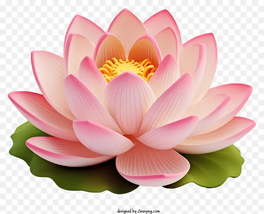 Loto De Color Rosa，Flor Con Centro Blanco PNG