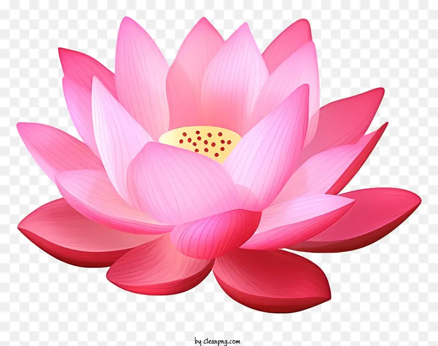 Flor De Loto Rosa，Centro Amarillo PNG