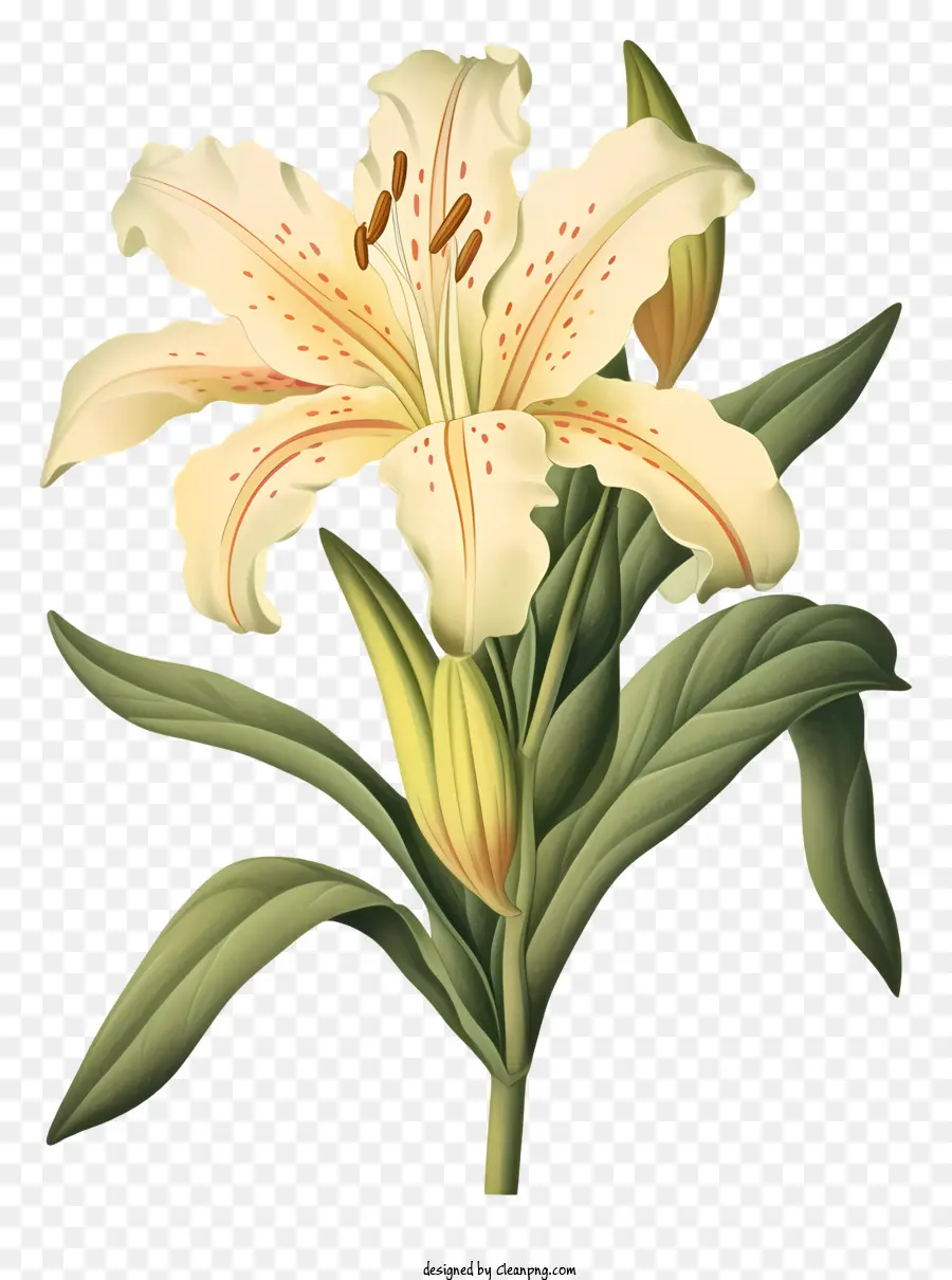 Flor De Lis，Hemerocallis PNG