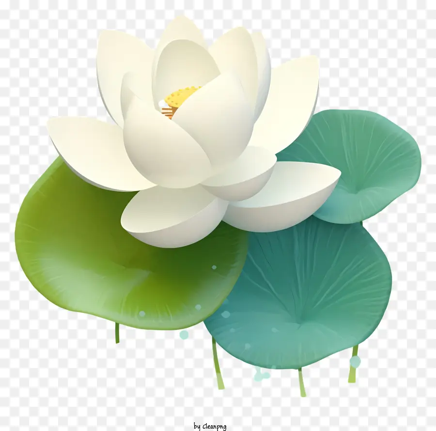 Flor De Loto，Loto Blanco PNG