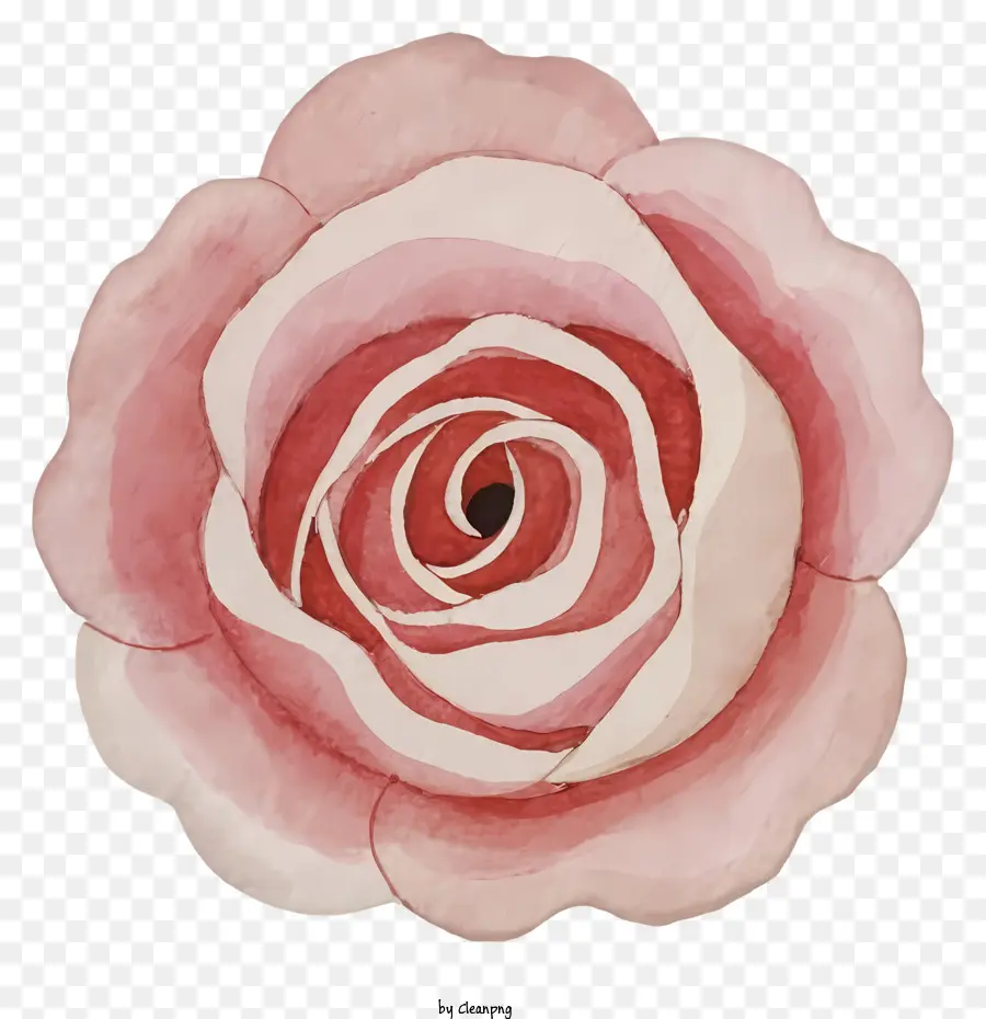 Rosa Rosa，Flor PNG