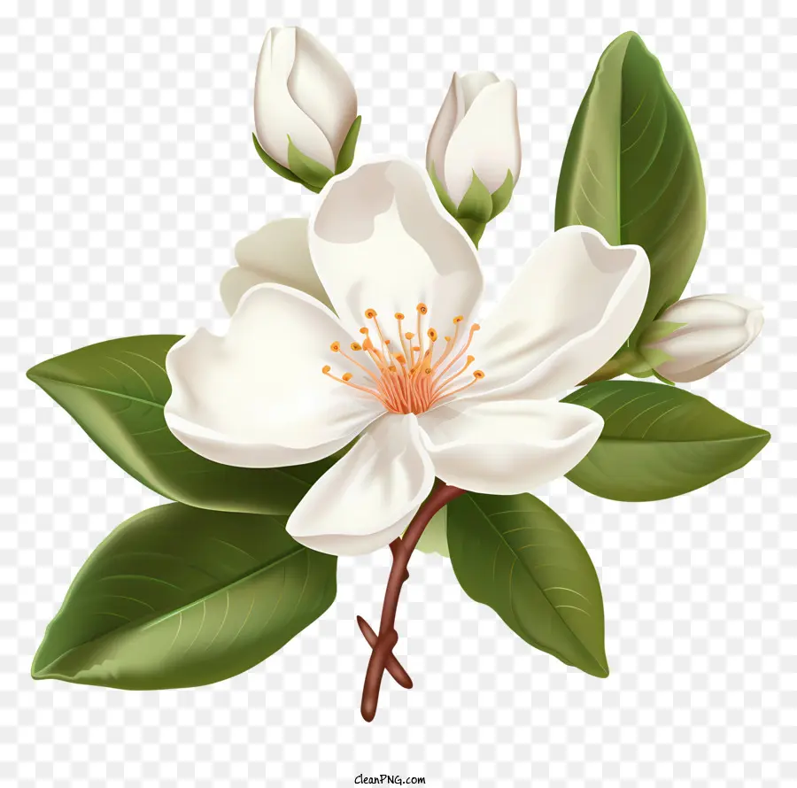 Flor Blanca，Pétalos Blancos PNG