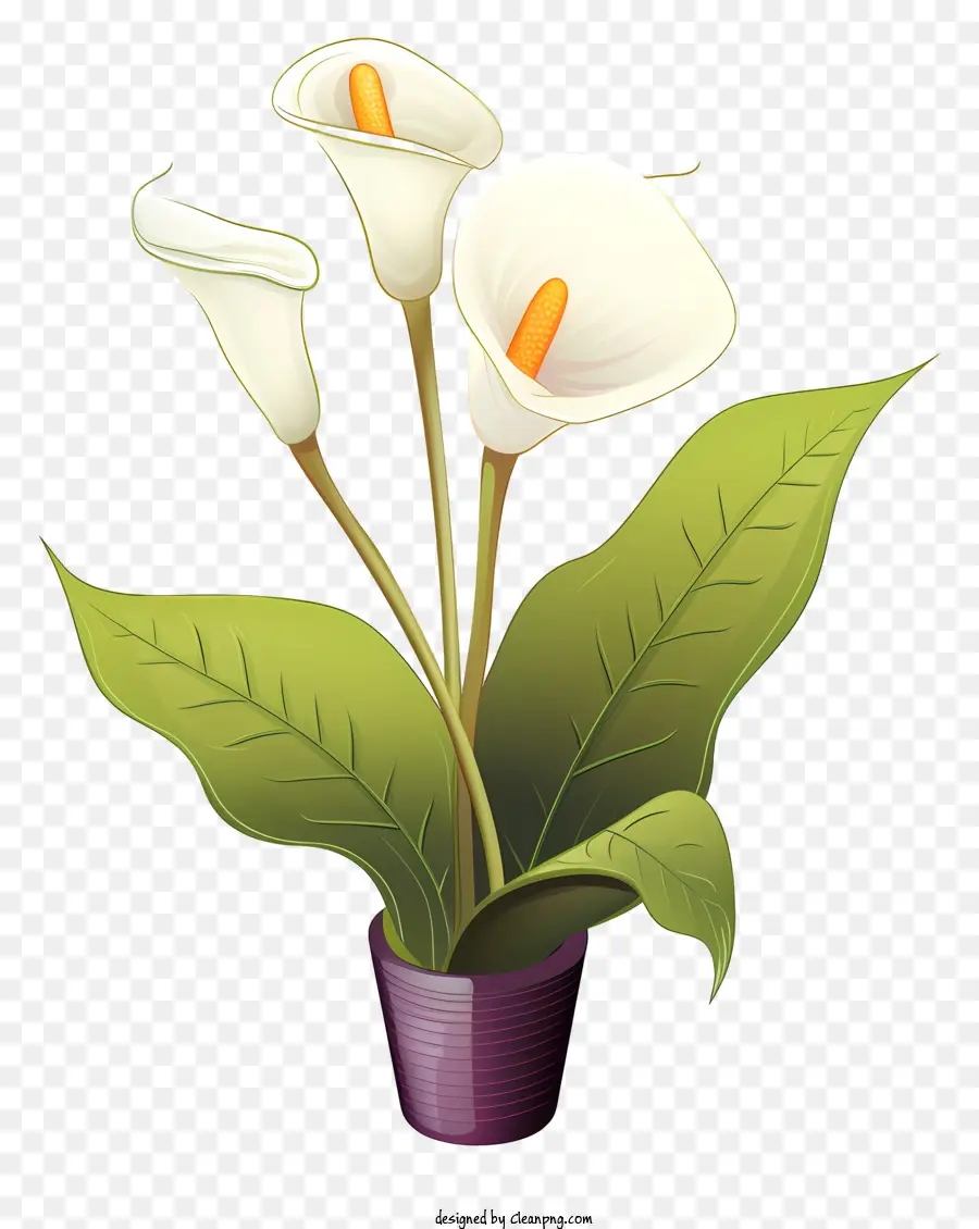 Lille De Llamada Blanca，Imagen De La Flor PNG