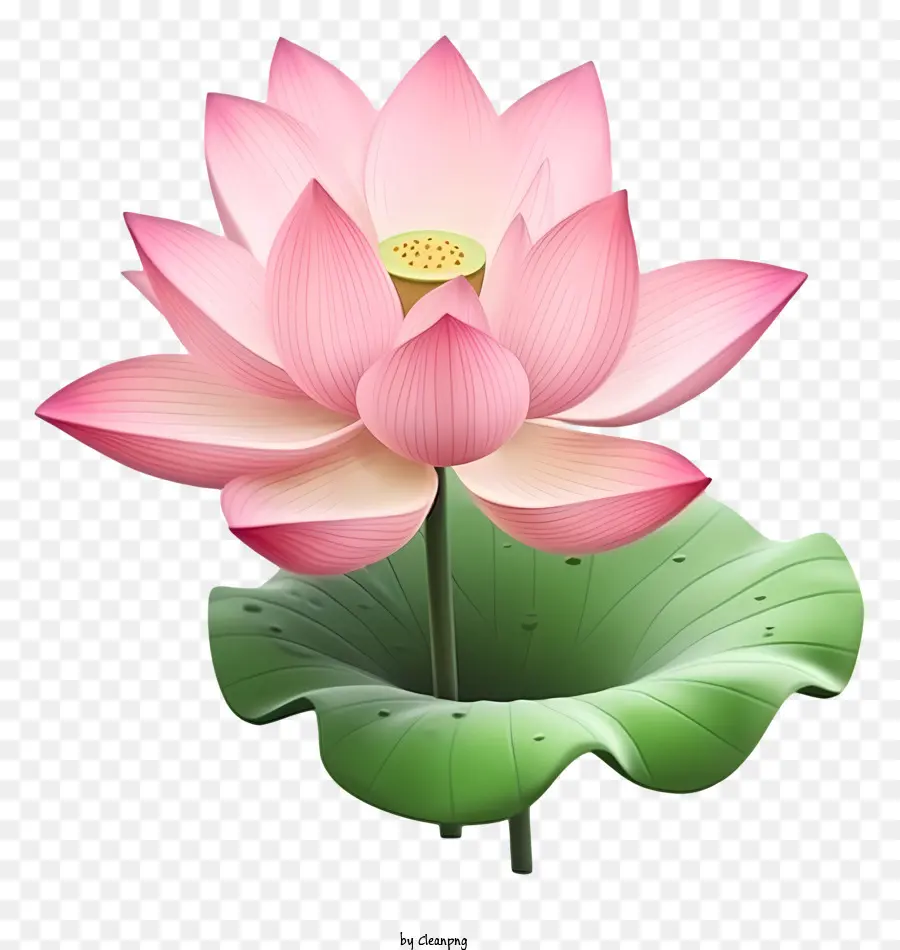 Flor De Loto Rosa，Tallo Verde Y Hojas PNG