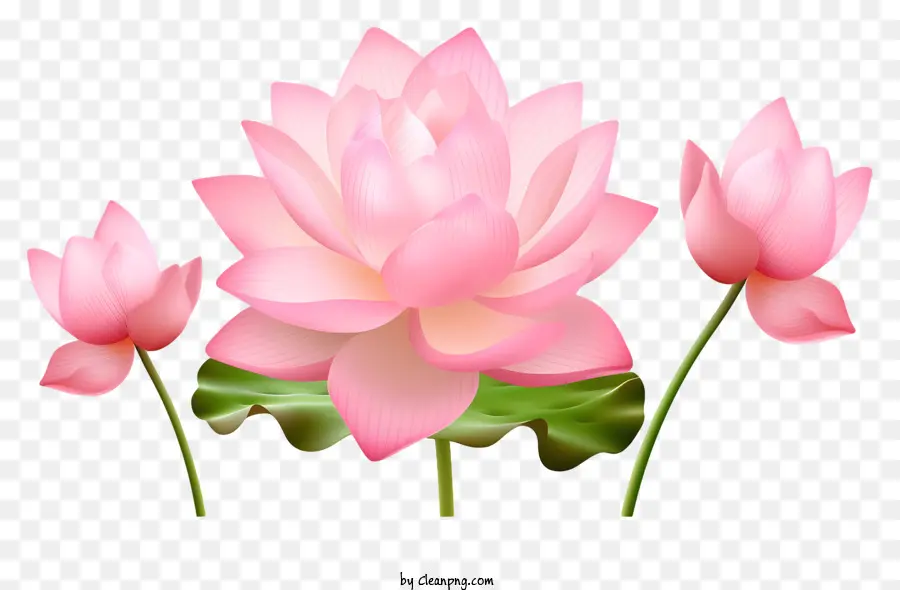 Flores De Loto Rosa，Arreglo Círculo PNG