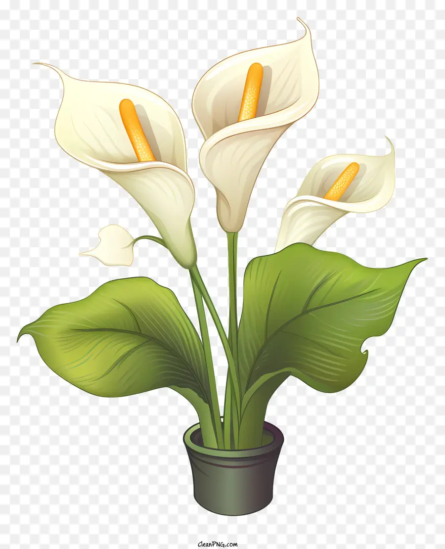 Calla Lily，Flores Blancas PNG