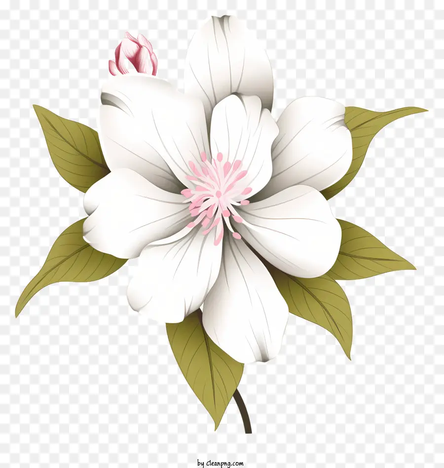 Flor Blanca，Flores Blancas PNG