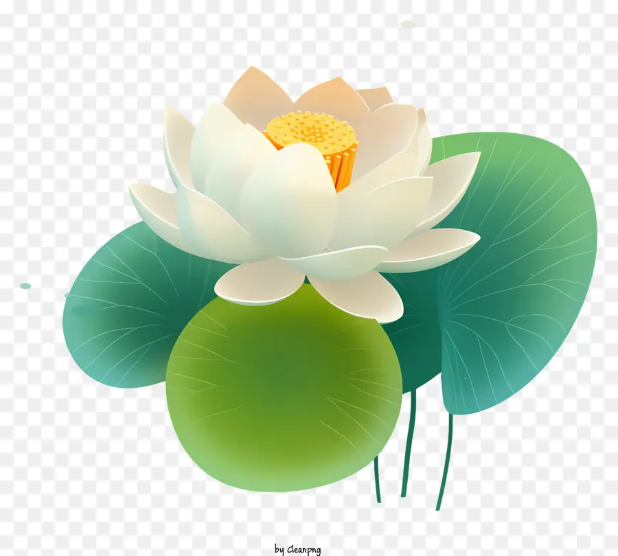 Blanca Flor De Loto，Hojas Verdes PNG