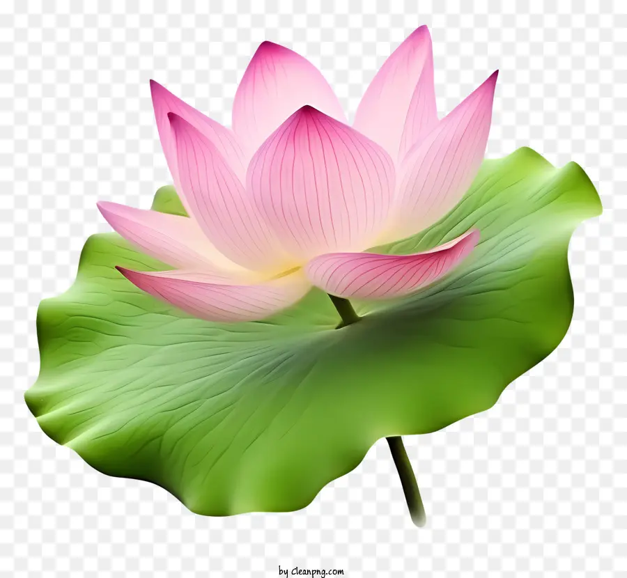 Flor De Loto，Loto De Color Rosa PNG