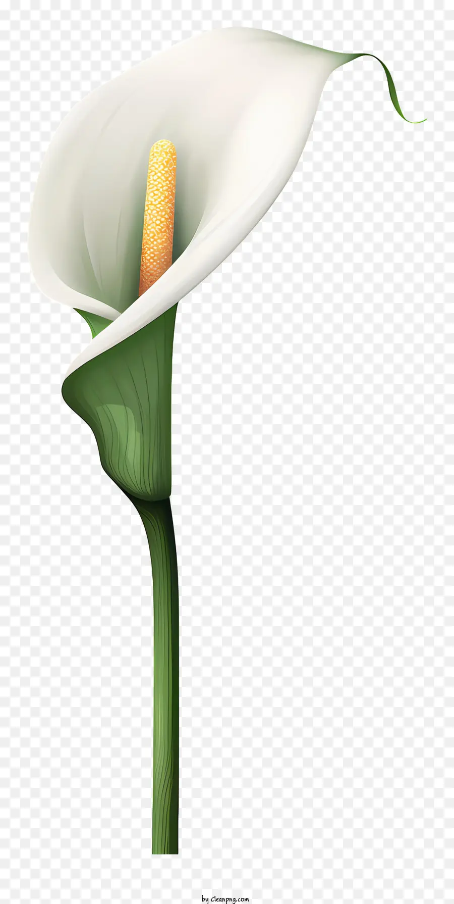 White Calla Lily，Los Pétalos De Las Flores PNG