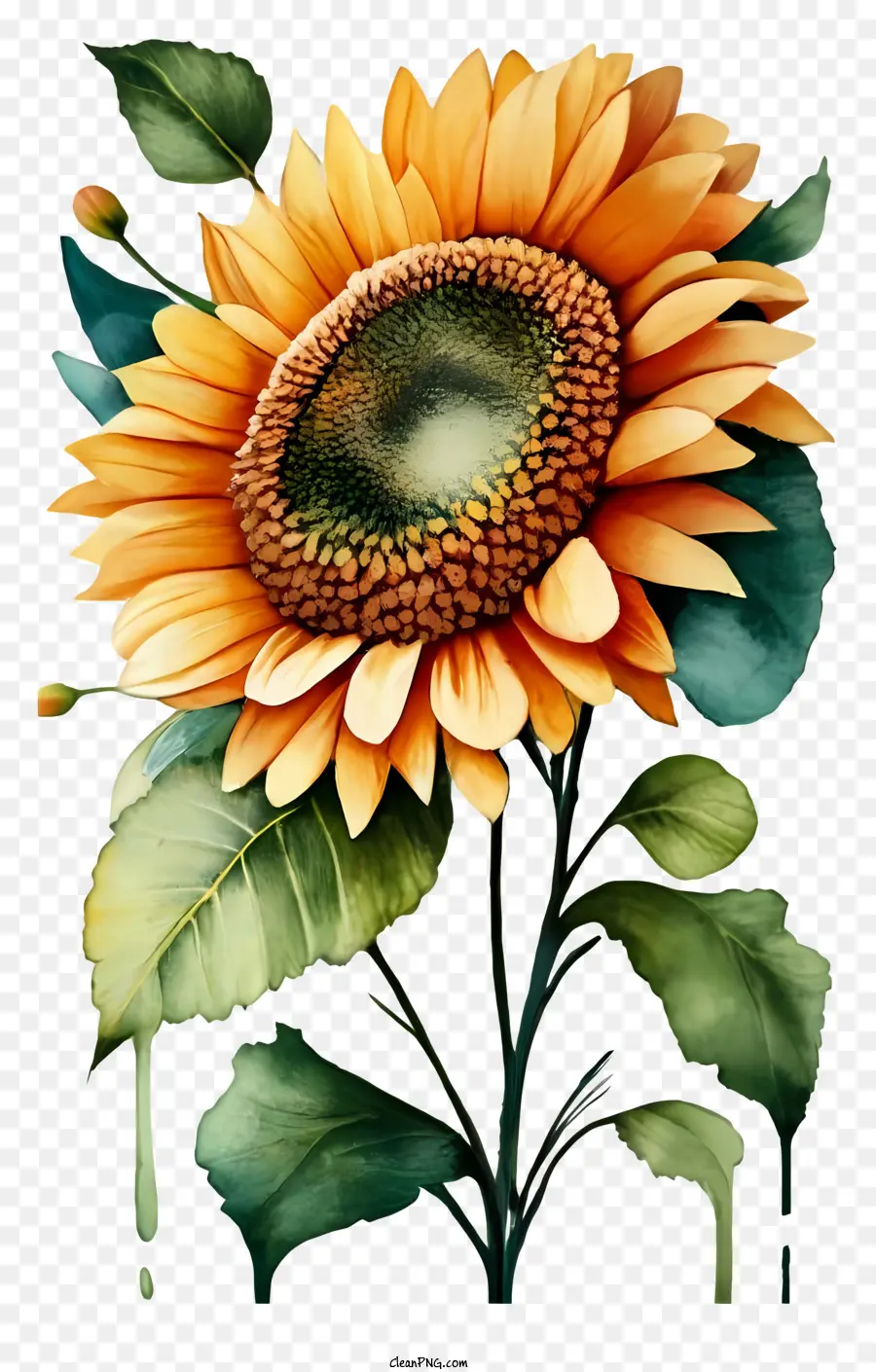 Girasol，Amarillo PNG