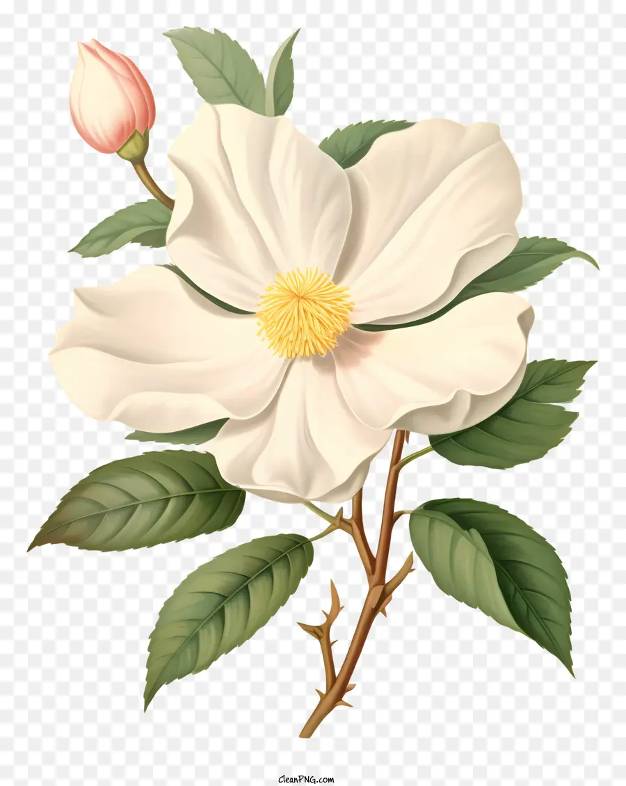 Flor，Flor Blanca PNG